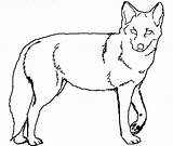 Coyote Coloring Getdrawings sketch template