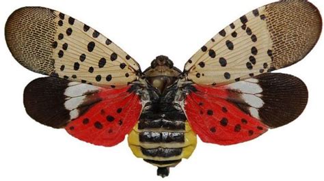 spotted lanternfly flying lantern insects moth