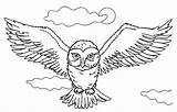 Owl Buho Hedwig Coruja Buhos Owls Colorir Corujas Horned Vuelo Volando Bagoly Ojos sketch template