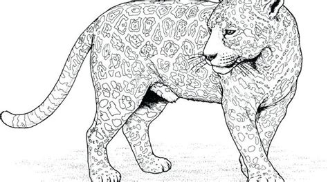 wild cat coloring pages  big cats coloring pages coloring pages