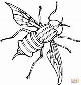 Mosca Fliege Ausmalbild Insectos Mouches Moscas Supercoloring Insetti Ausmalbilder Mosquitos Housefly Kategorien Horsefly Printmania sketch template