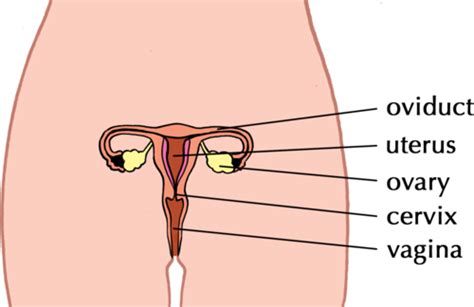 The Diagram Shows The Female Reproductive System What Structure Is