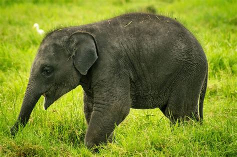 Where Is The Best Place To See Elephants In Sri Lanka