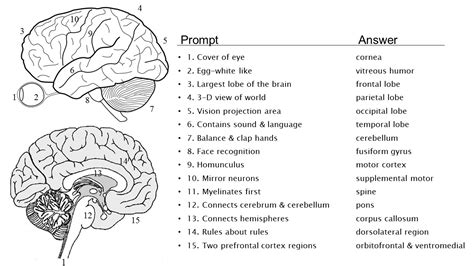 brain quiz biologicalpsychcom
