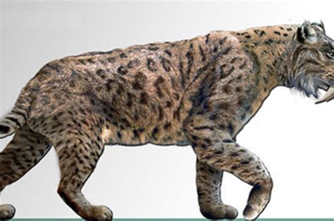 saber toothed cat extinct