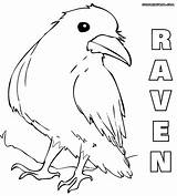 Crow Pages Coloring Color Raven Animal sketch template