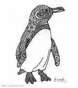 Penguin Galapagos Penguins Zentangle Doodle Doodles Drawing Zentangles Mandala Handmade Coloring Most Pages Ivy Rarest Endangered Species Easy Tree Christmas sketch template