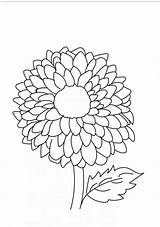 Coloring Pages Dahlia Flowers Flower Printable Beautiful Color Print Getcolorings sketch template