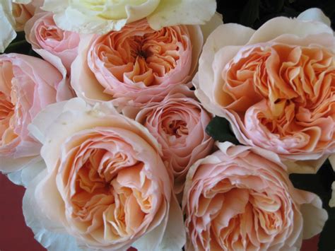 earth flowers gifts garden roses