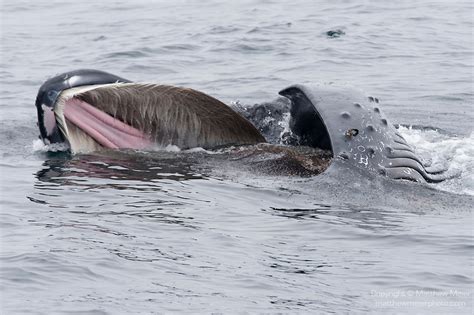 humpback whale feeding krill jpg matthew meier photography