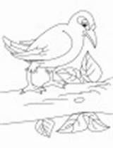Coloring Myna Sitting Branch Bird sketch template