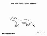 Weasel Coloring Ermine Tailed Long Printing Short Longtail Exploringnature sketch template