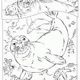 Monk Seal Hawaiian Coloring Print Click Freeprintable sketch template