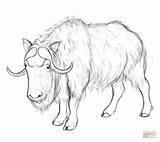 Oxen Coloring sketch template