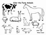 Farm Animals Coloring Animal Pages Print Preschool Color Printable Zoo Baby Colouring Equipment Kids Labeling Arctic Tundra Drawing Cute Jam sketch template