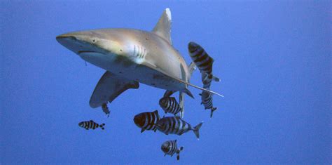 oceanic whitetip shark sharknewz