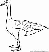 Coloring Pages Goose Printable Duck sketch template