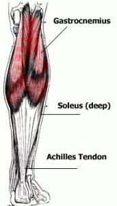 functional anatomy part   leg muscles calf muscles  leg