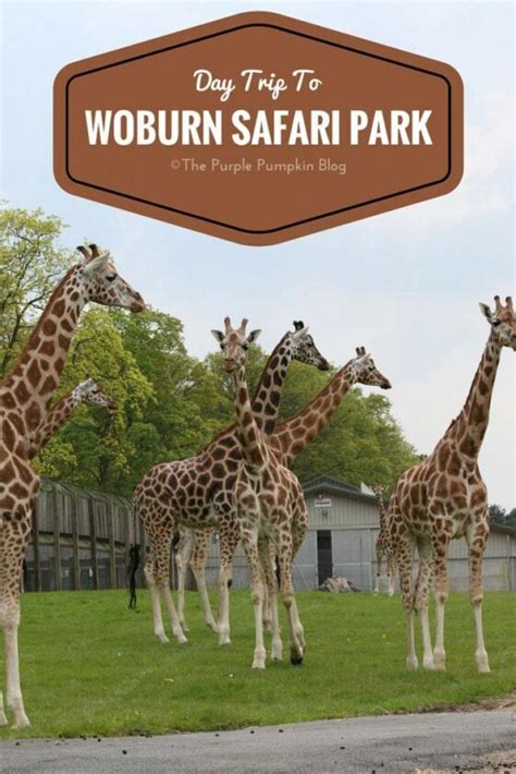 day trip  woburn safari park