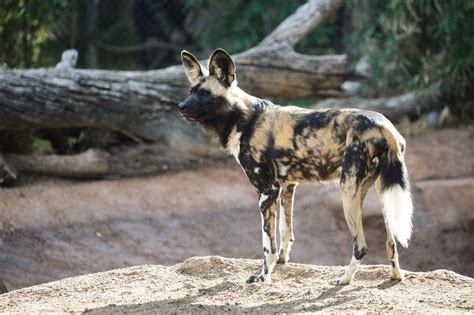 african wild dogs    reid park zoo reid park zoo