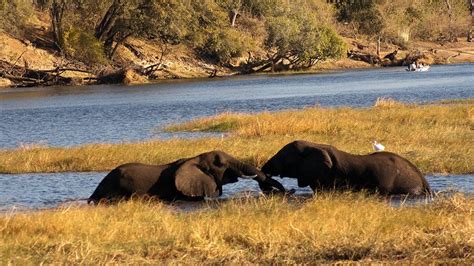 Chobe National Park In Botswana Visit Chobe National Park