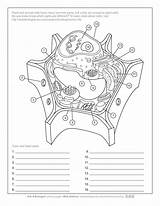 Answer Askabiologist Studylib Aab Biologist Asu Answers Bacterial Coloringhome Activities sketch template