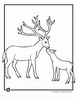 Coloring Pages Deer Buck Doe Popular sketch template