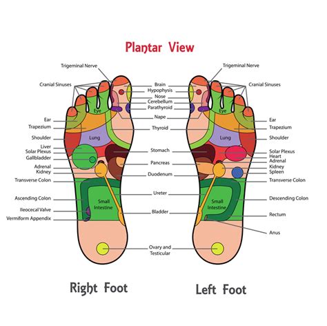 foot reflexology    foot massage osmosis day spa sanctuary