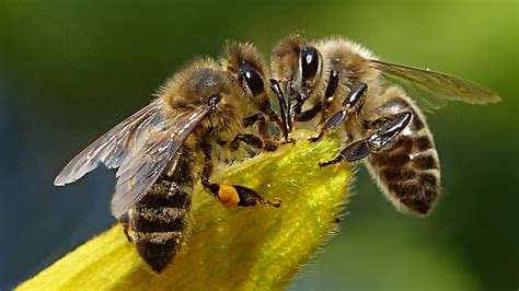 beautiful bees youtube