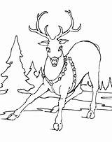 Reindeer Ren Colorat Planse Desene Everfreecoloring sketch template