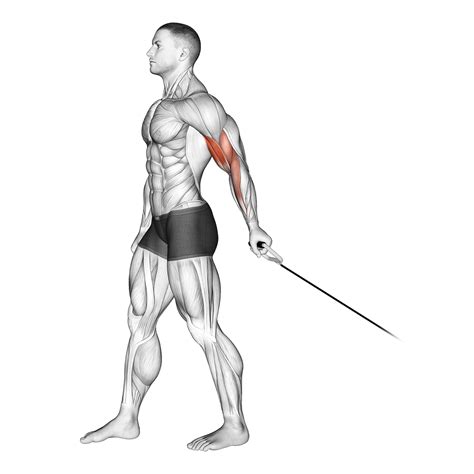 cable arm exercises triceps  biceps  pictures inspire