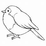 Para Pássaro Bird Passaro Desenho Visitar Riscos Colorir sketch template