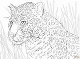 Jaguar Coloring Pages Portrait Animal Printable Adult Colouring Crafts Animals Drawings Color Lion Sheet sketch template