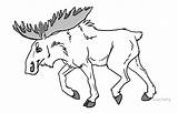 Moose Coloring Pages Elk Books Drawings Library sketch template