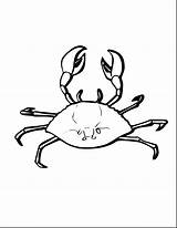 Crab Coloring Pages Marine Animal Animals Printable Horseshoe Ghost Kids Sheet Color Hermit Getcolorings Print Designlooter Cartoon Unbelievable 17kb 2550 sketch template