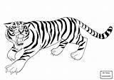 Tiger Baby Drawing Coloring Pages Getdrawings sketch template