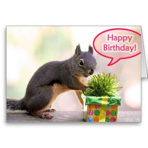 squirrel happy birthday google search happy birthday squirrel squirrel pictures cute squirrel
