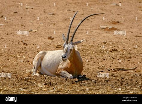 arabian oryx  white oryx oryx leucoryx stock photo alamy