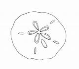 Sand Dollar Clipart Template Sketch Sanddollar Wikiclipart Tattoo Coloring Pages Shells Rocks Drawing Mike Shell Google Dollars Doves Simple Sea sketch template