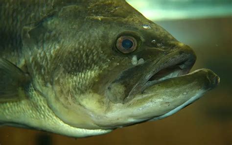 largemouth bass micropterus salmoides fish