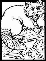 Raccoon Coloring Pages Worksheets K5 sketch template