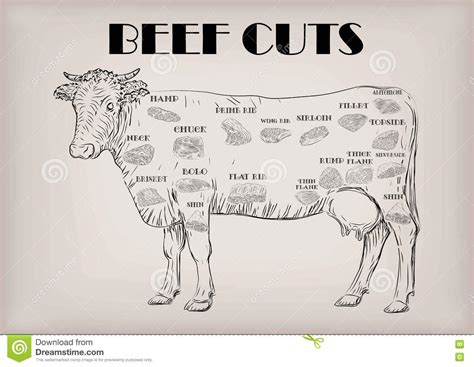 beef  bull  carcass cuts cut parts infographics scheme  vector