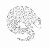 Pangolin Paintingvalley sketch template
