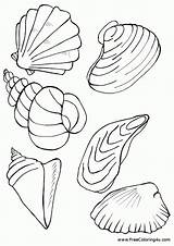 Shells Seashell Coloringhome sketch template