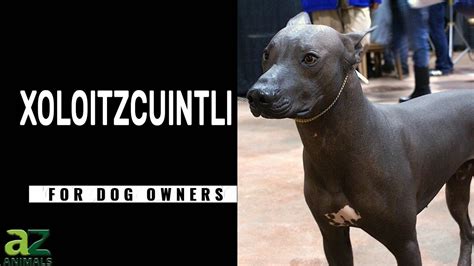 year  xoloitzcuintli xolo dog breed pictures size