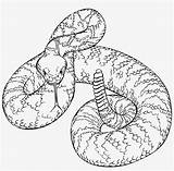 Rattlesnake Snake Diamondback Snakes Serpiente Serpenti Pngkey Cascabel Openclipart Serpientes Python Serpente Oeste Imágen Realistico Diamante Víbora sketch template