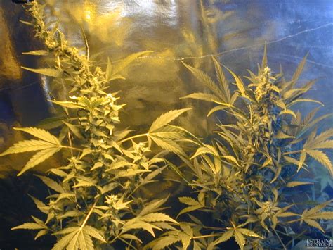 autoflowering strain hunters forum