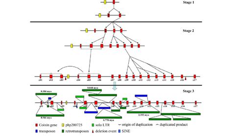 gene amplification model  cc gene cluster  cc genes   scientific