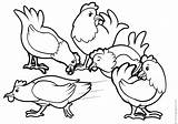 Chickens Coloring Pages Hens Color Five sketch template