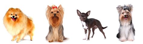 group spotlight  toy group   breeds      simply  dogs